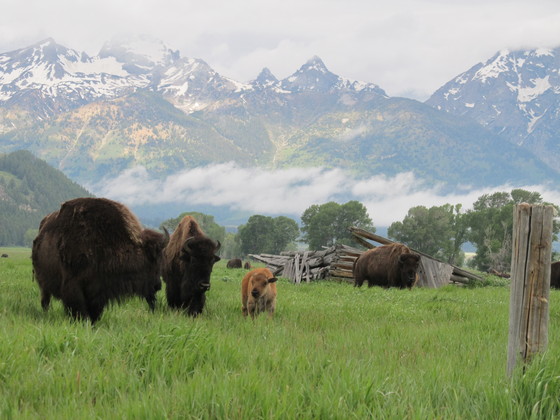 Grand Teton National Park