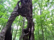 Buffalo National River