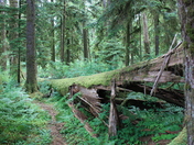 Olympic National Park