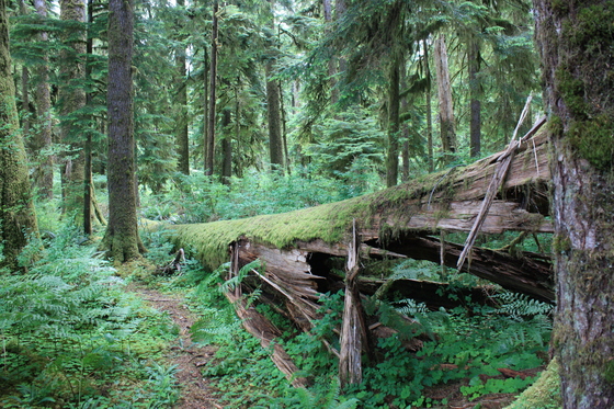 Olympic National Park