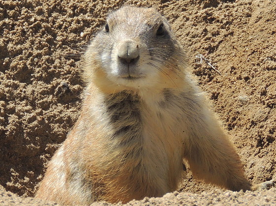 Rocky Mountain Arsenal National Wildlife Refug