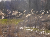 Indiana Dunes National Lakeshore