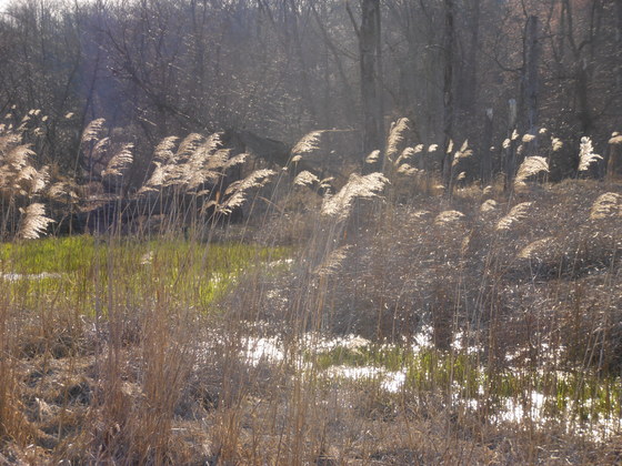 Indiana Dunes National Lakeshore