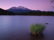 Shasta National Forest