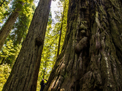 Redwood National Park