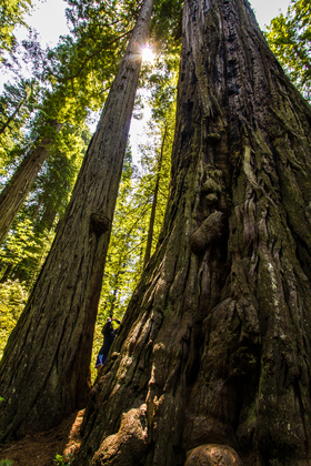 Redwood National Park