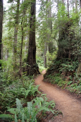Path To Trillion Falls