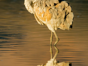 Bosque del Apache NWR