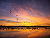 Bosque del Apache