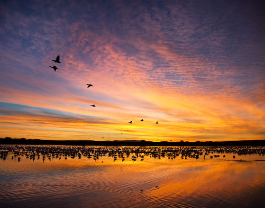 Bosque del Apache