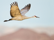 Bosque del Apache NWR