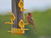House Finch