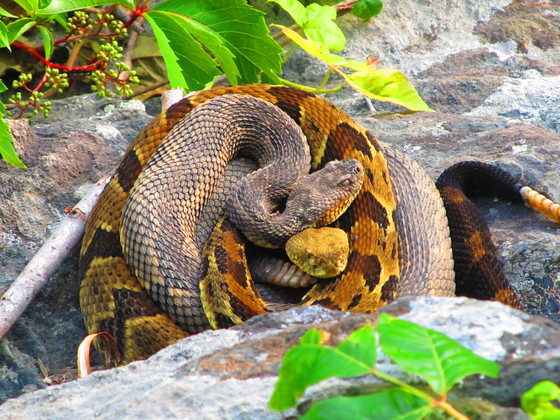 Shenandoah National Park