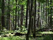 Cades Cove - Smokey Mountain National Park