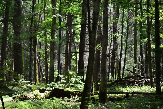 Cades Cove - Smokey Mountain National Park