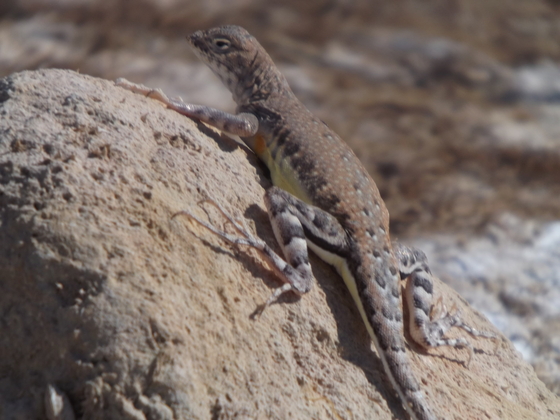 Lake Mead National rec area