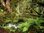 Redwood National Park