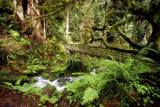 Redwood National Park
