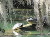 Chazzhowitska National Wildlife Refuge, Fl