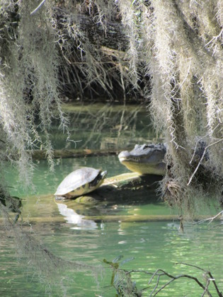 Chazzhowitska National Wildlife Refuge, Fl