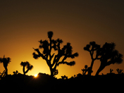 Joshua Tree National Park