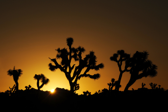 Joshua Tree National Park