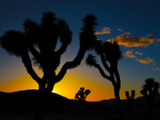Joshua Tree National Park