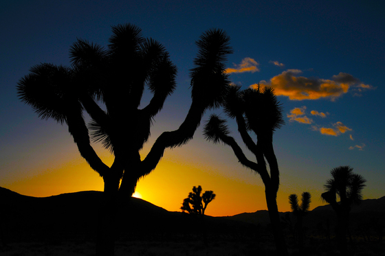 Joshua Tree National Park