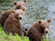 Katmai National Parks
