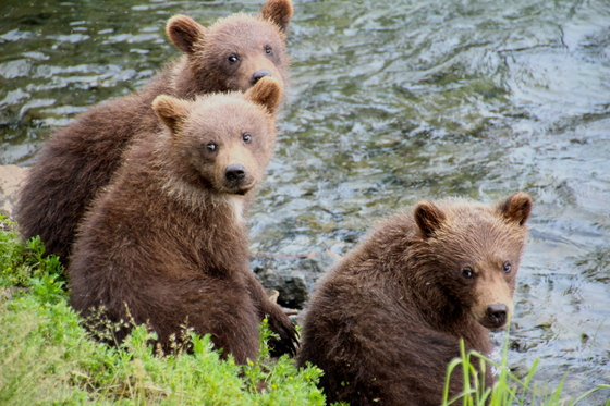 Katmai National Parks