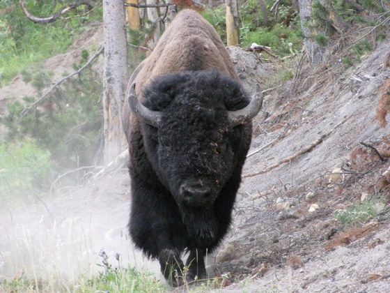 Yellowstone National Park