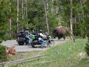 Yellowstone National Park