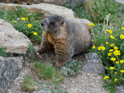 Rock Mountain National Park