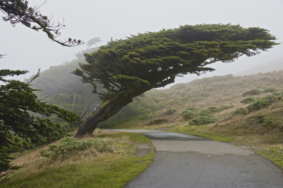 Point Reyes National Sea Shore
