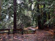 Muir Woods