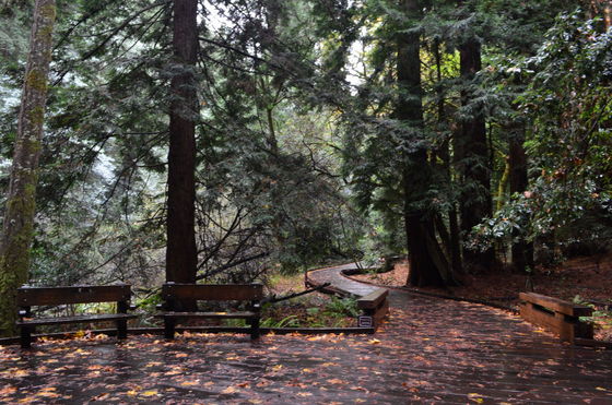 Muir Woods