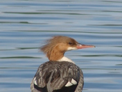 Red-breasted Merganser
