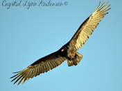 Turkey Vulture