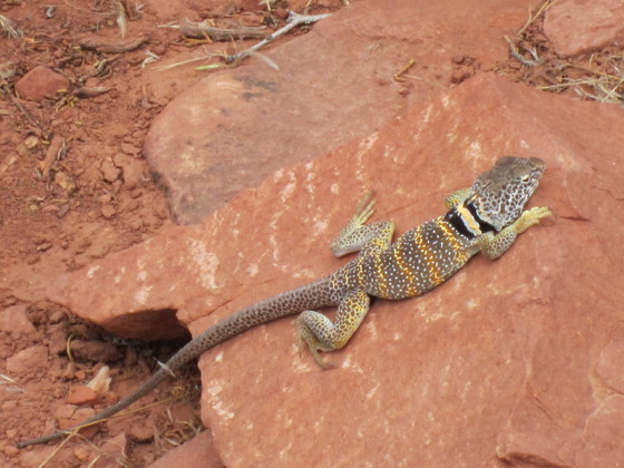 Zion National Park Kolob Canyon