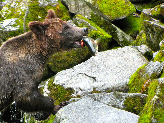Tongass National Forest