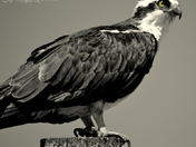 Osprey
