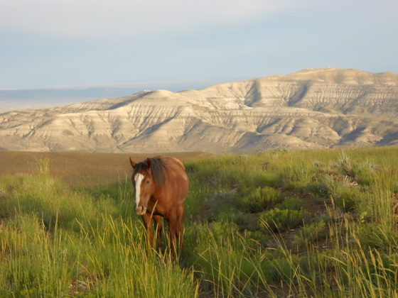 Pilot Butte Horse Loop
