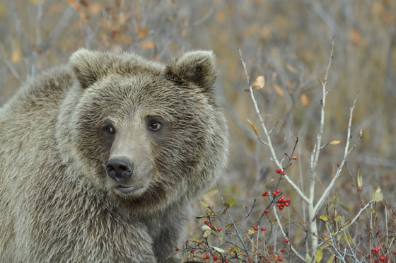 Denali National Park