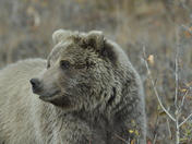 Denali National Park