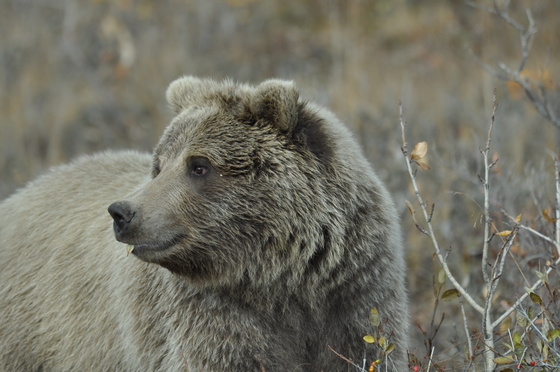 Denali National Park