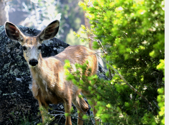 Yellowstone National Park