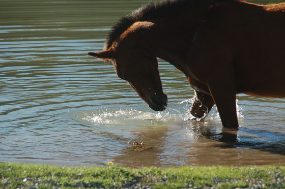 COLD CREEK