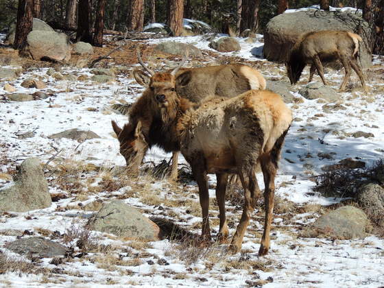Rocky Mountain National Park