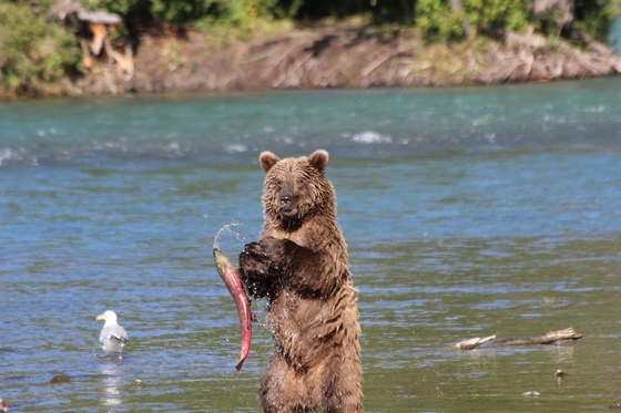 Chugach National Forest, Alaska