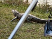 Big Cypress National Preserve